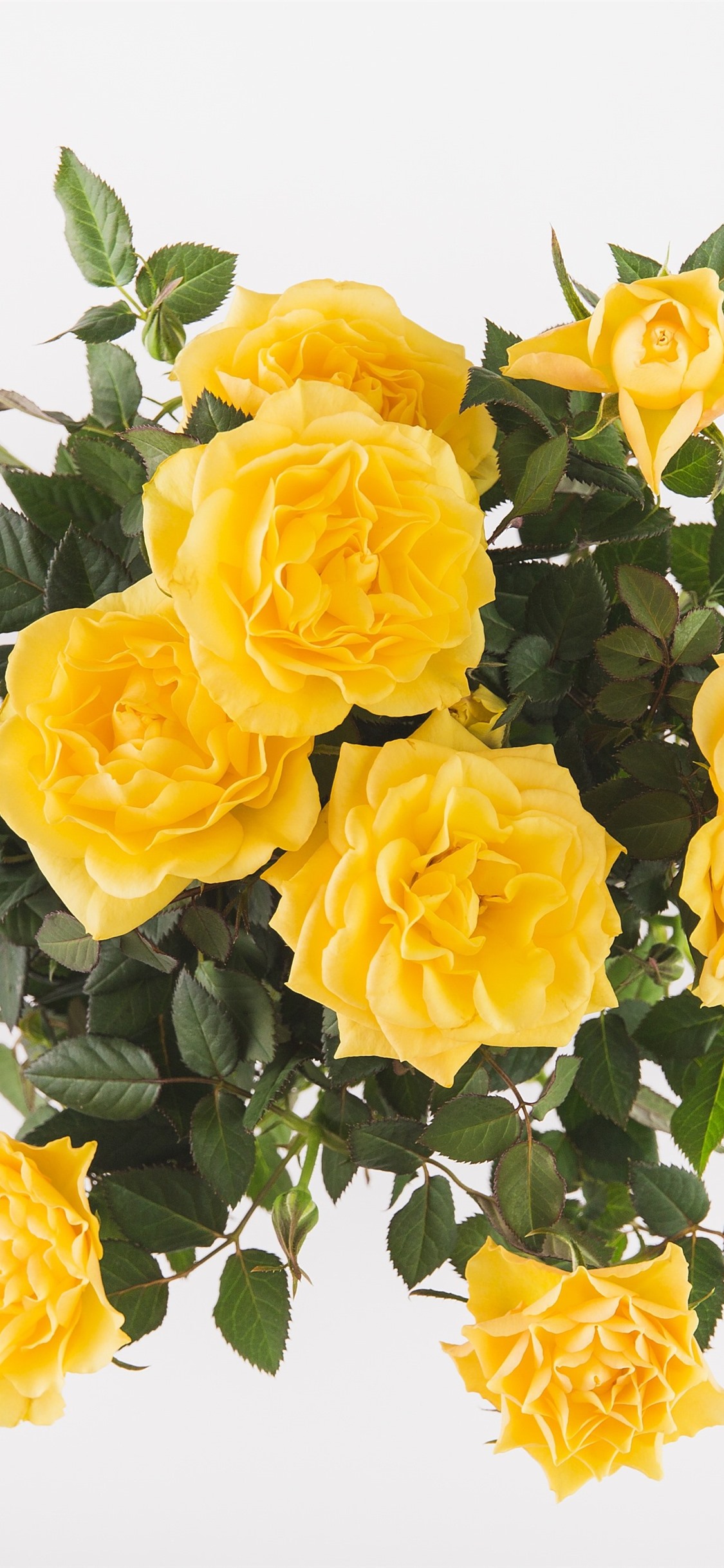 Yellow Rose Iphone Wallpapers