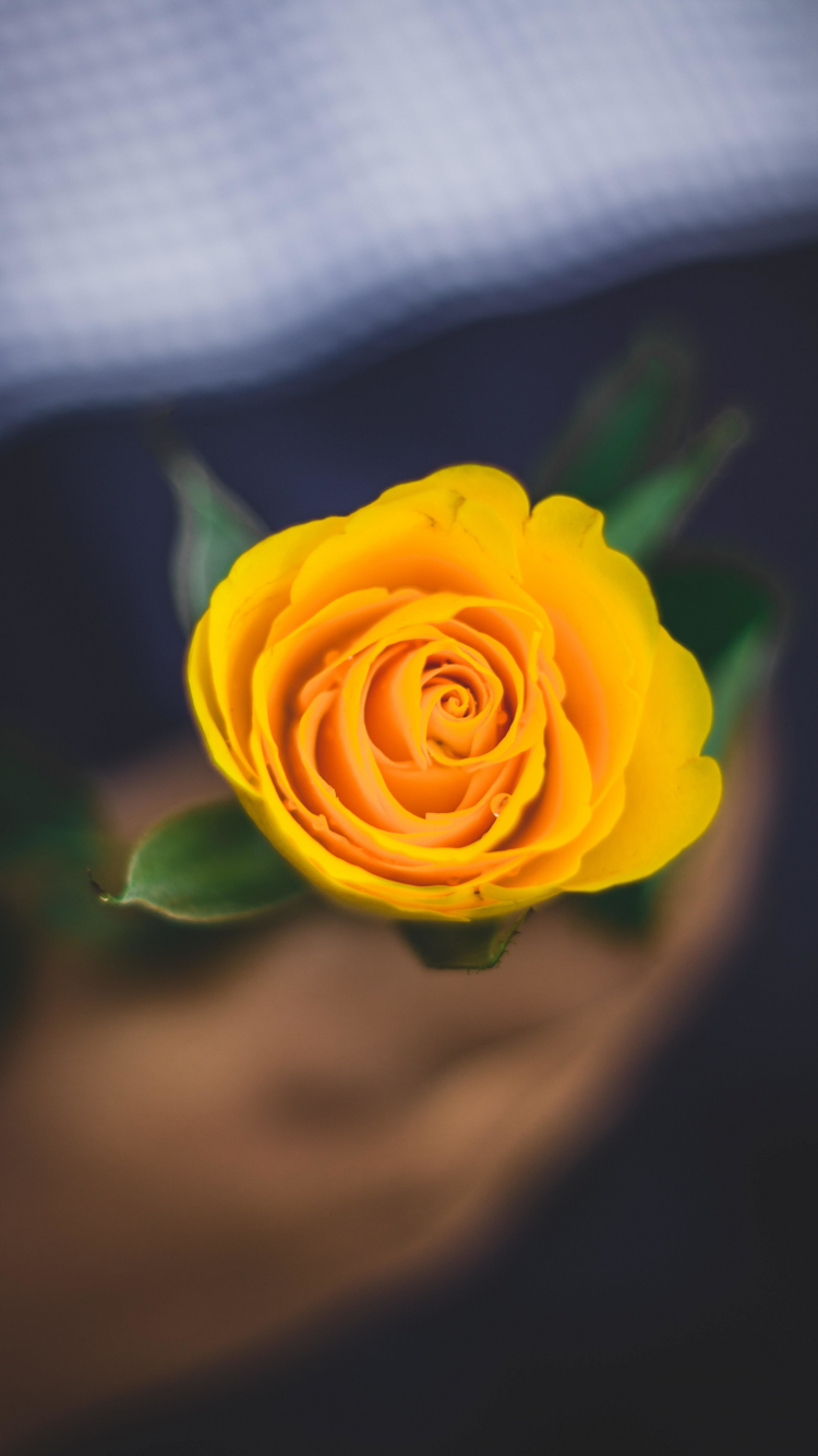 Yellow Rose Iphone Wallpapers