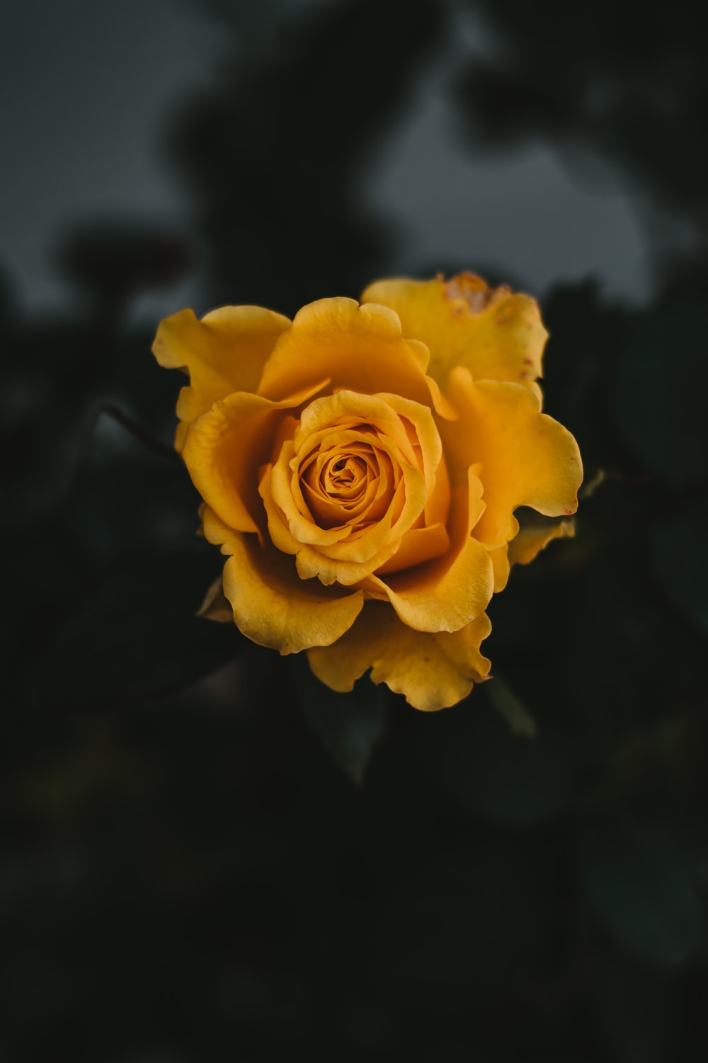 Yellow Rose Iphone Wallpapers