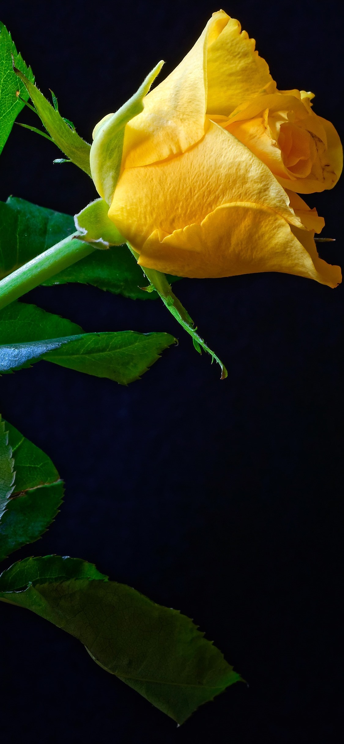 Yellow Rose Iphone Wallpapers