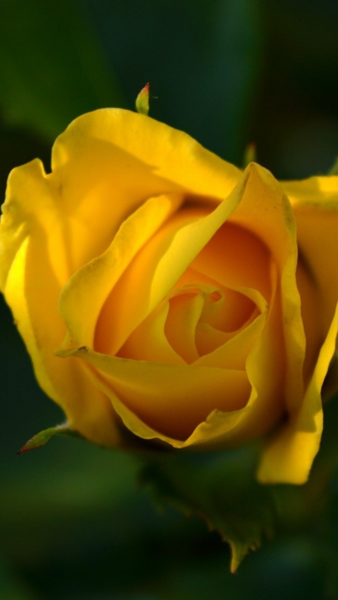 Yellow Rose Iphone Wallpapers