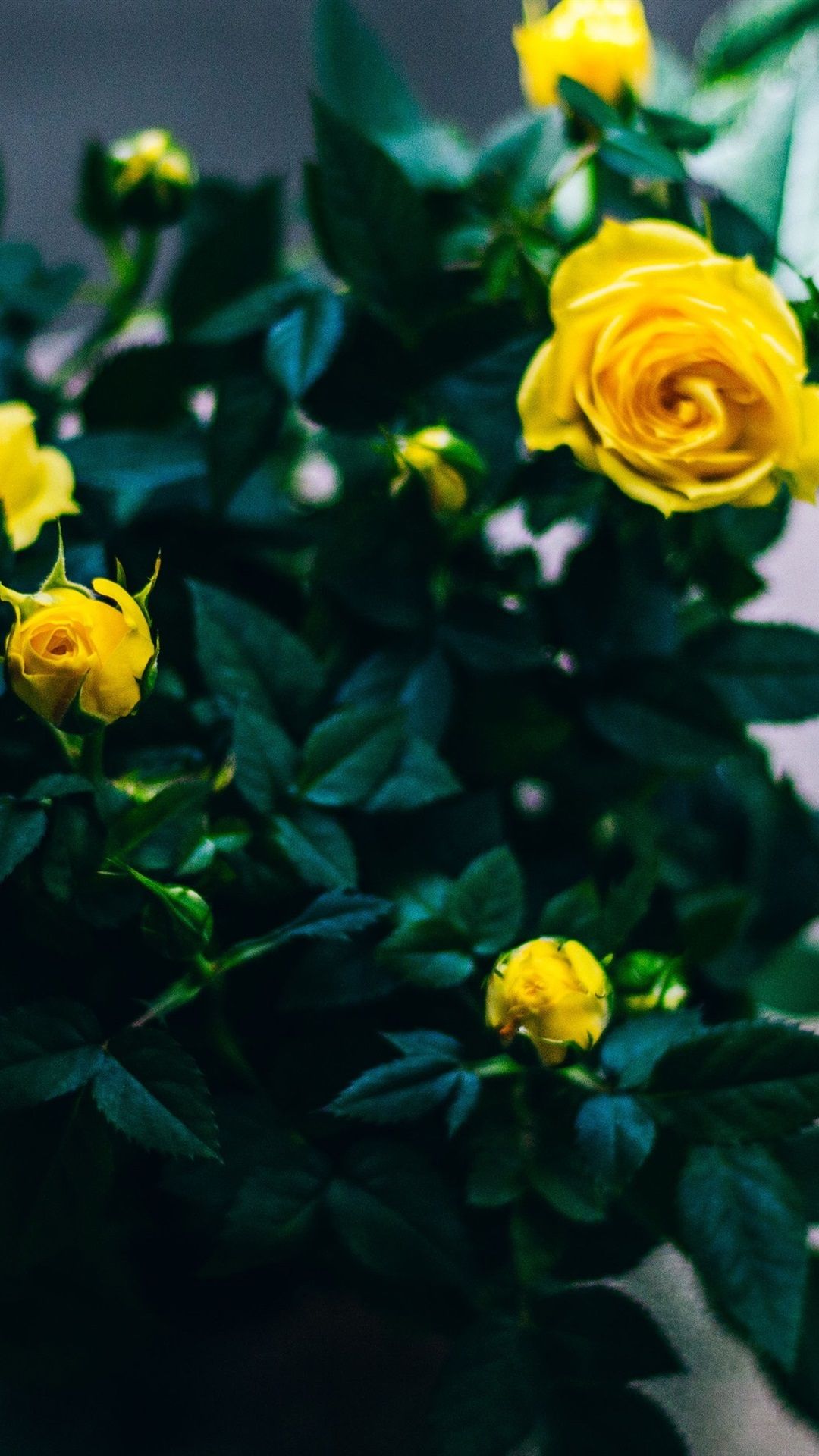 Yellow Rose Iphone Wallpapers