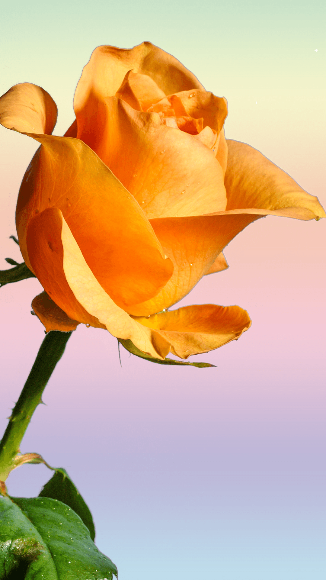 Yellow Rose Iphone Wallpapers