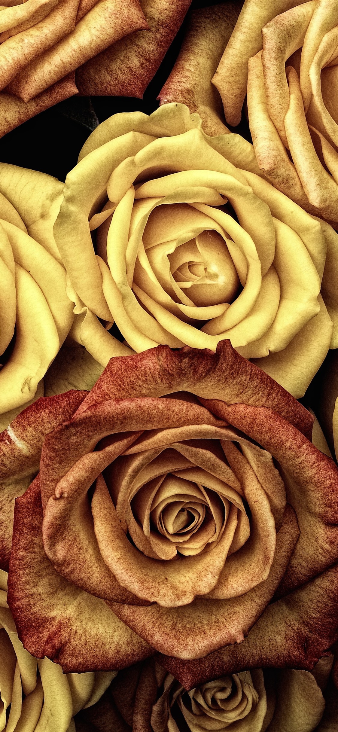 Yellow Rose Iphone Wallpapers