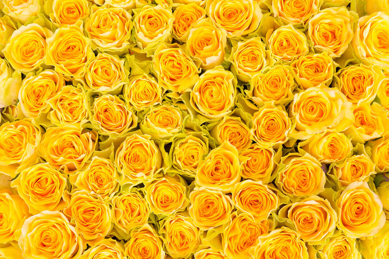 Yellow Roses Wallpapers