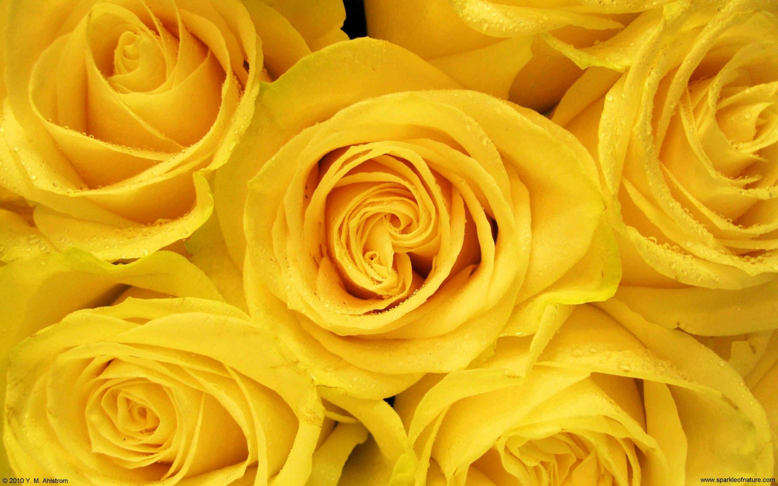 Yellow Roses Wallpapers