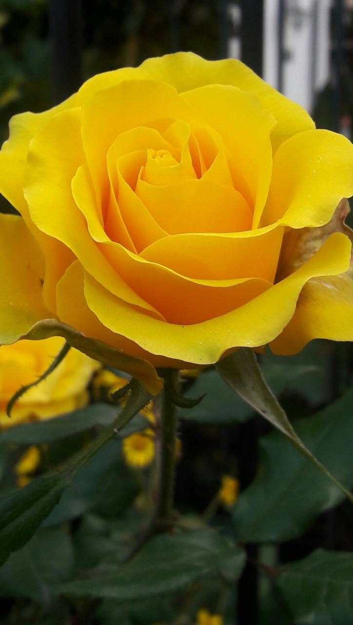 Yellow Roses Wallpapers