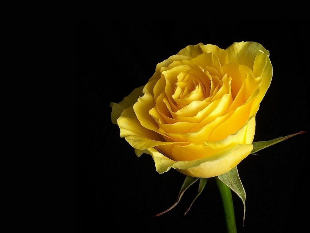 Yellow Roses Wallpapers