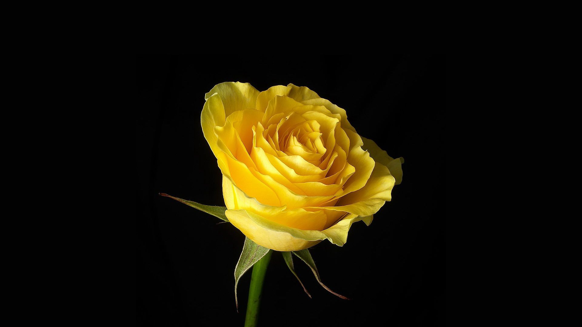 Yellow Roses Wallpapers