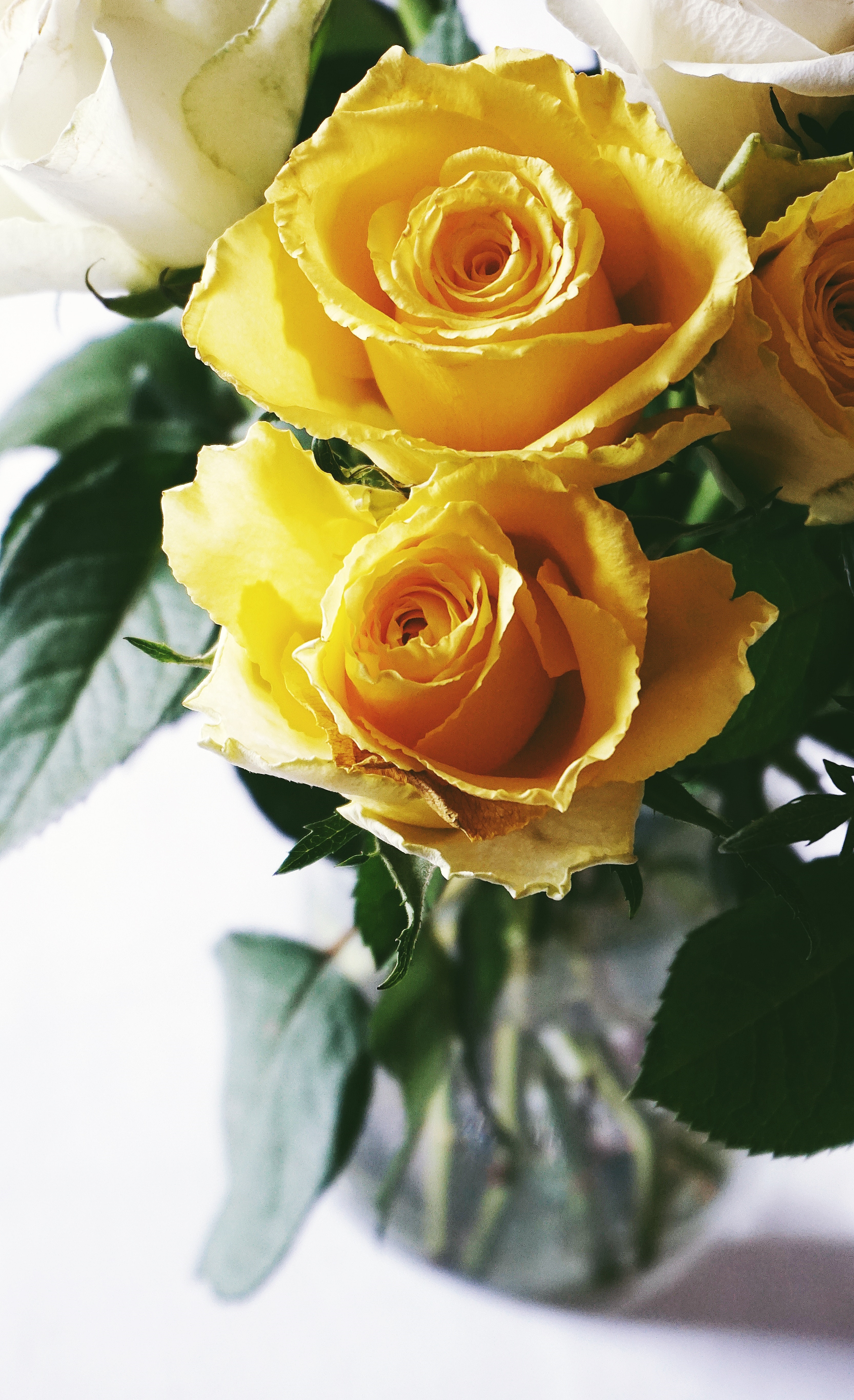 Yellow Roses Wallpapers