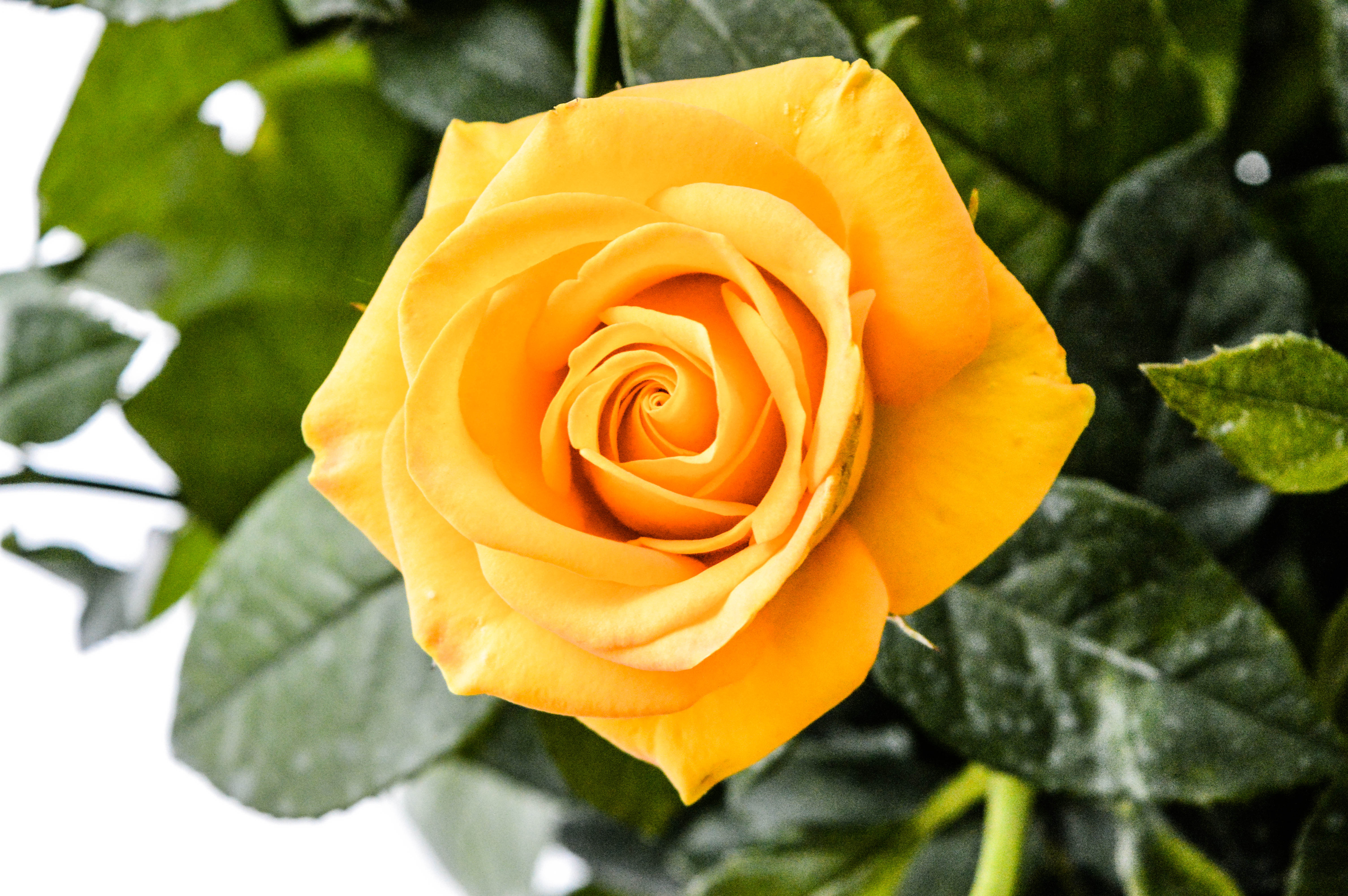 Yellow Roses Wallpapers