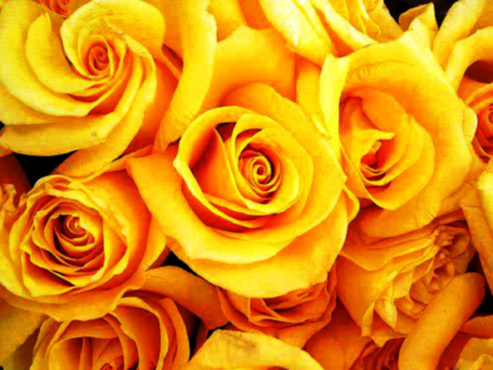 Yellow Roses Wallpapers