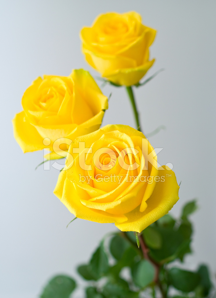 Yellow Roses Wallpapers