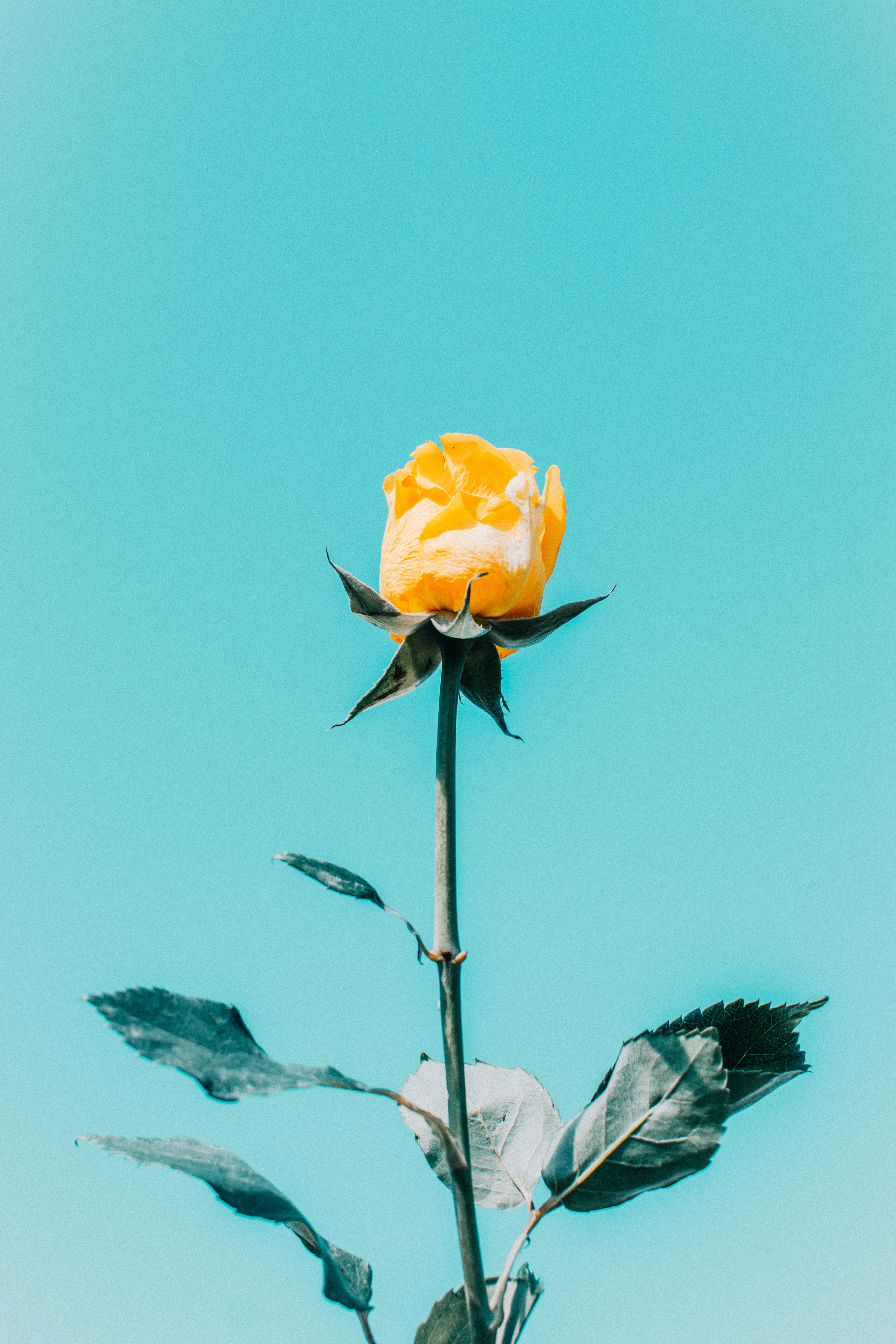 Yellow Roses Wallpapers