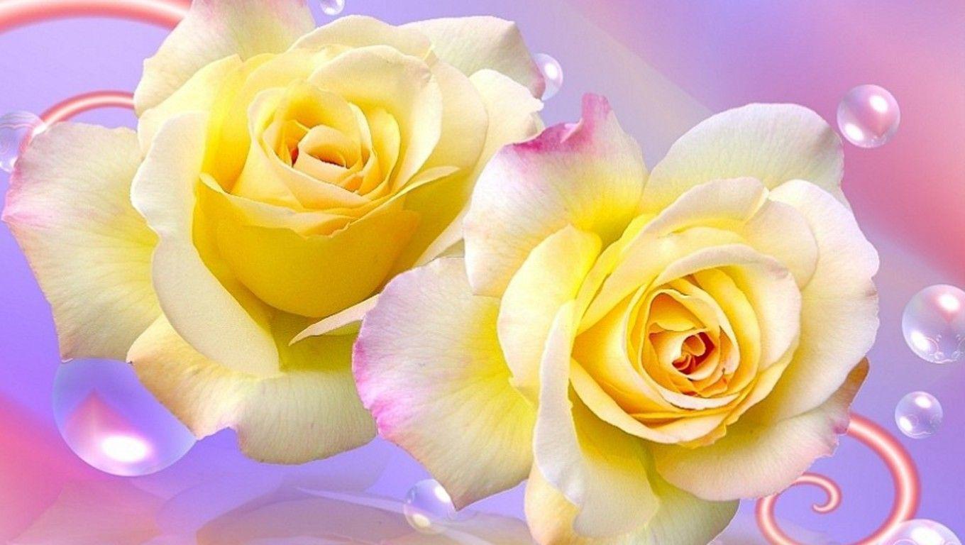 Yellow Roses Wallpapers