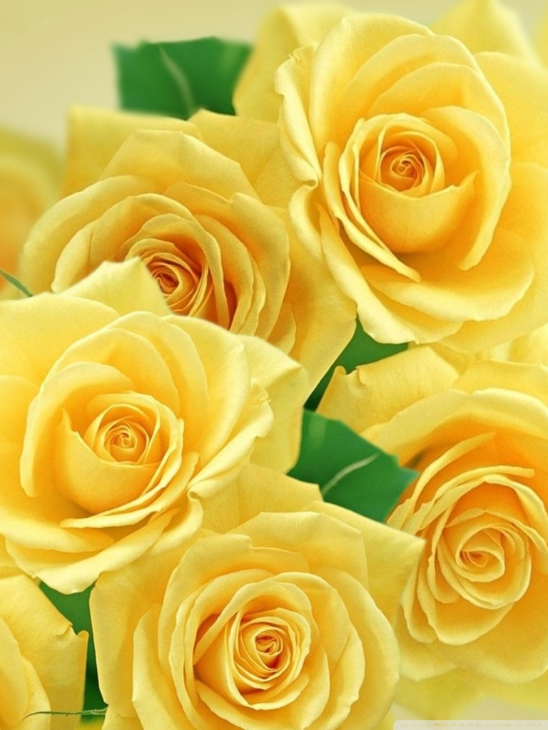 Yellow Roses Wallpapers