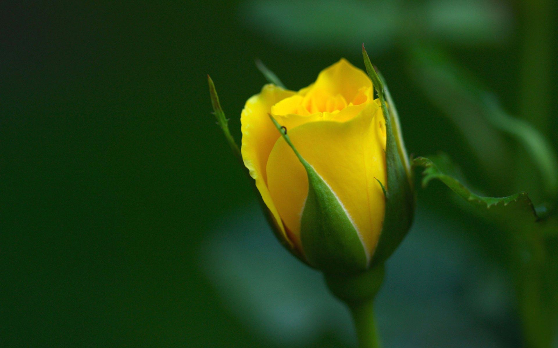 Yellow Roses Wallpapers