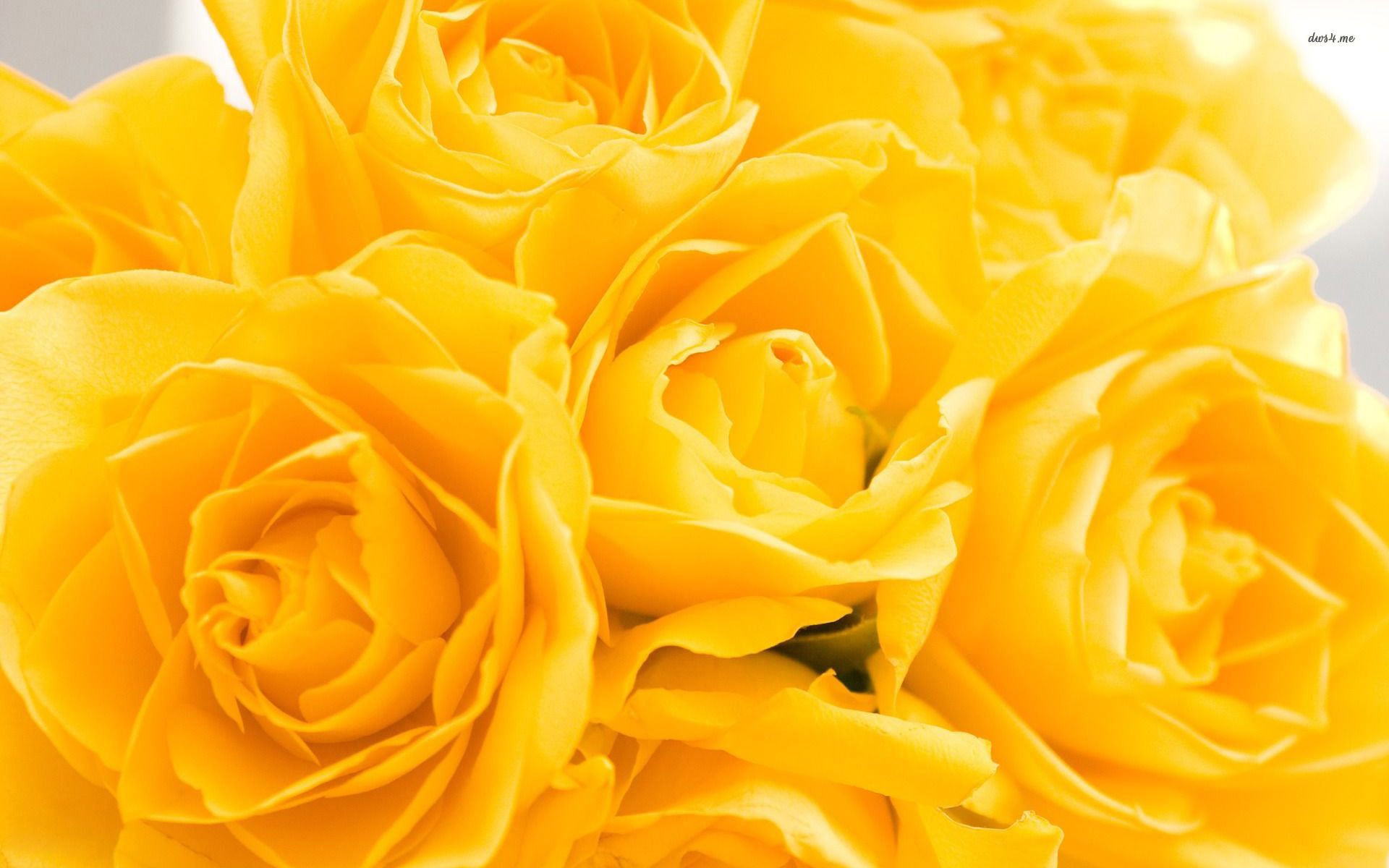 Yellow Roses Wallpapers