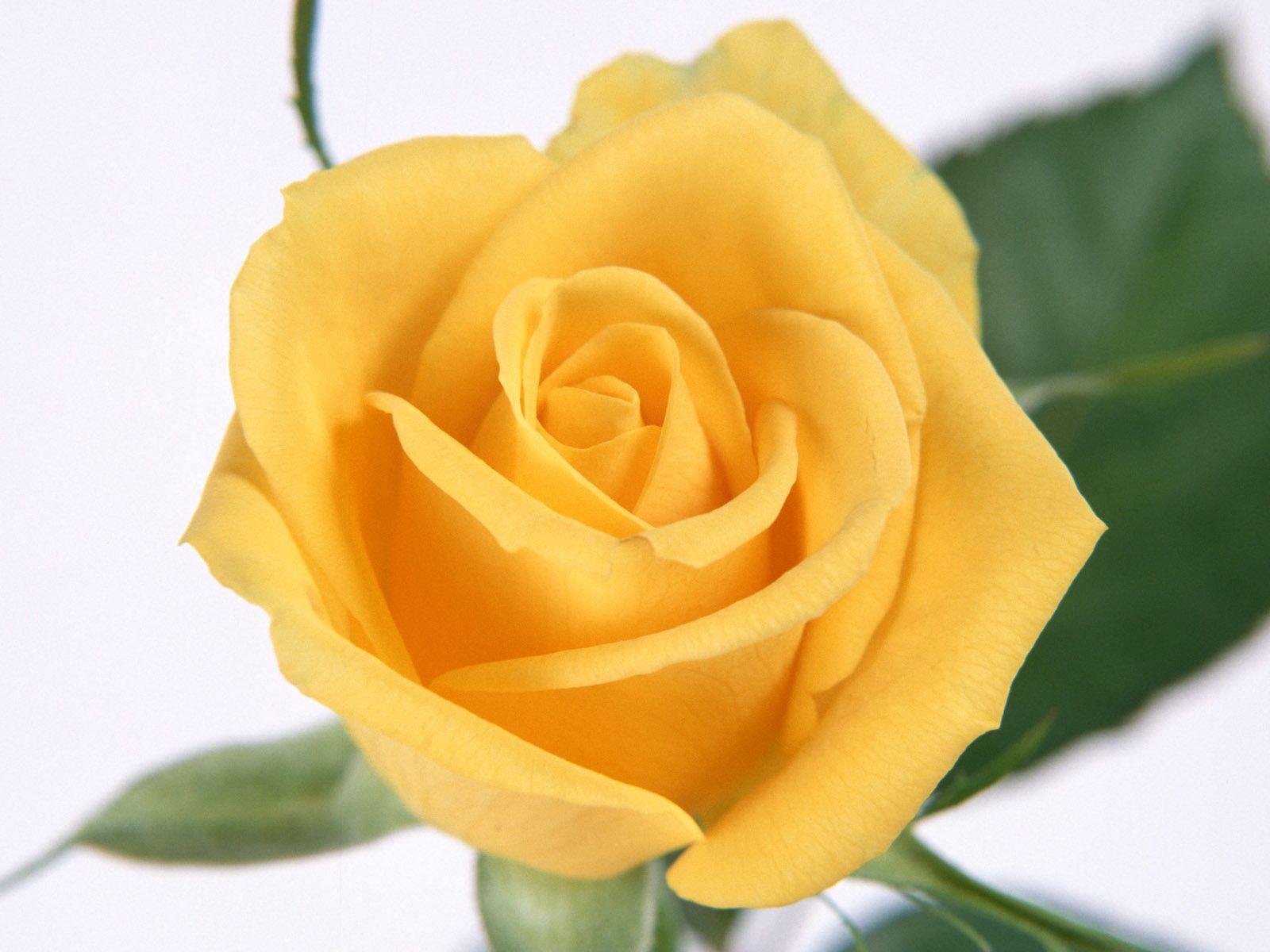 Yellow Roses Wallpapers