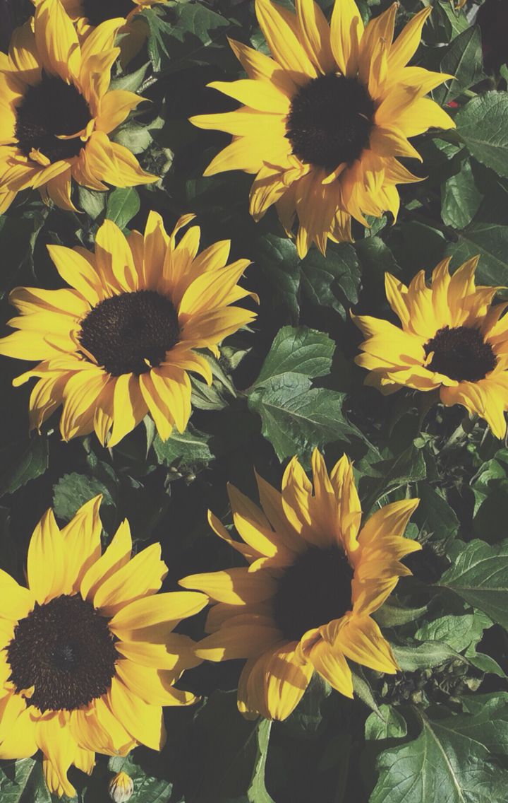 Yellow Sunflower Wallpapers