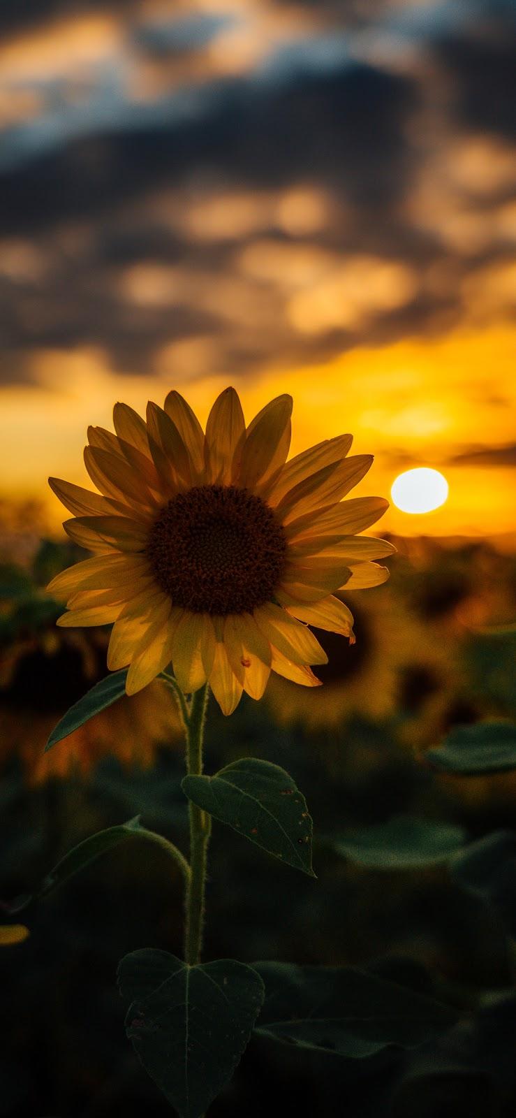 Yellow Sunflower Wallpapers