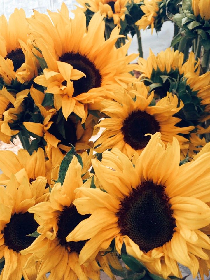 Yellow Sunflower Aesthetic Wallpapers