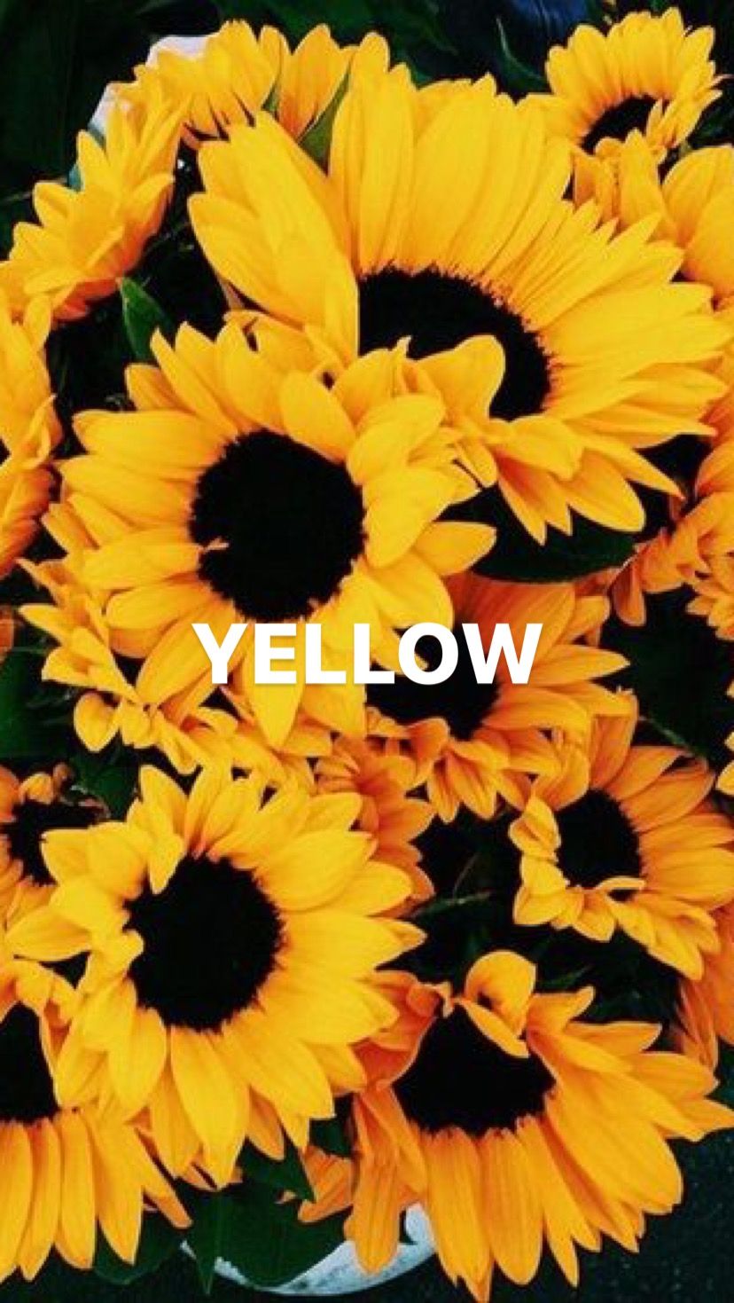 Yellow Sunflower Aesthetic Wallpapers