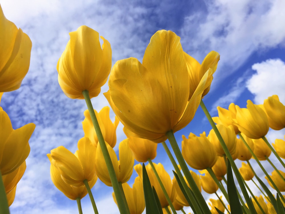 Yellow Tulips Wallpapers