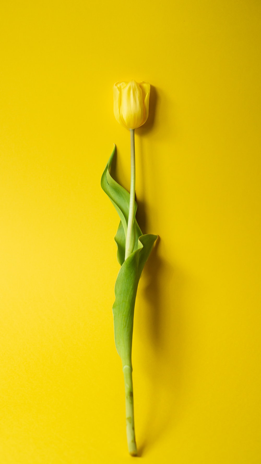 Yellow Tulips Wallpapers