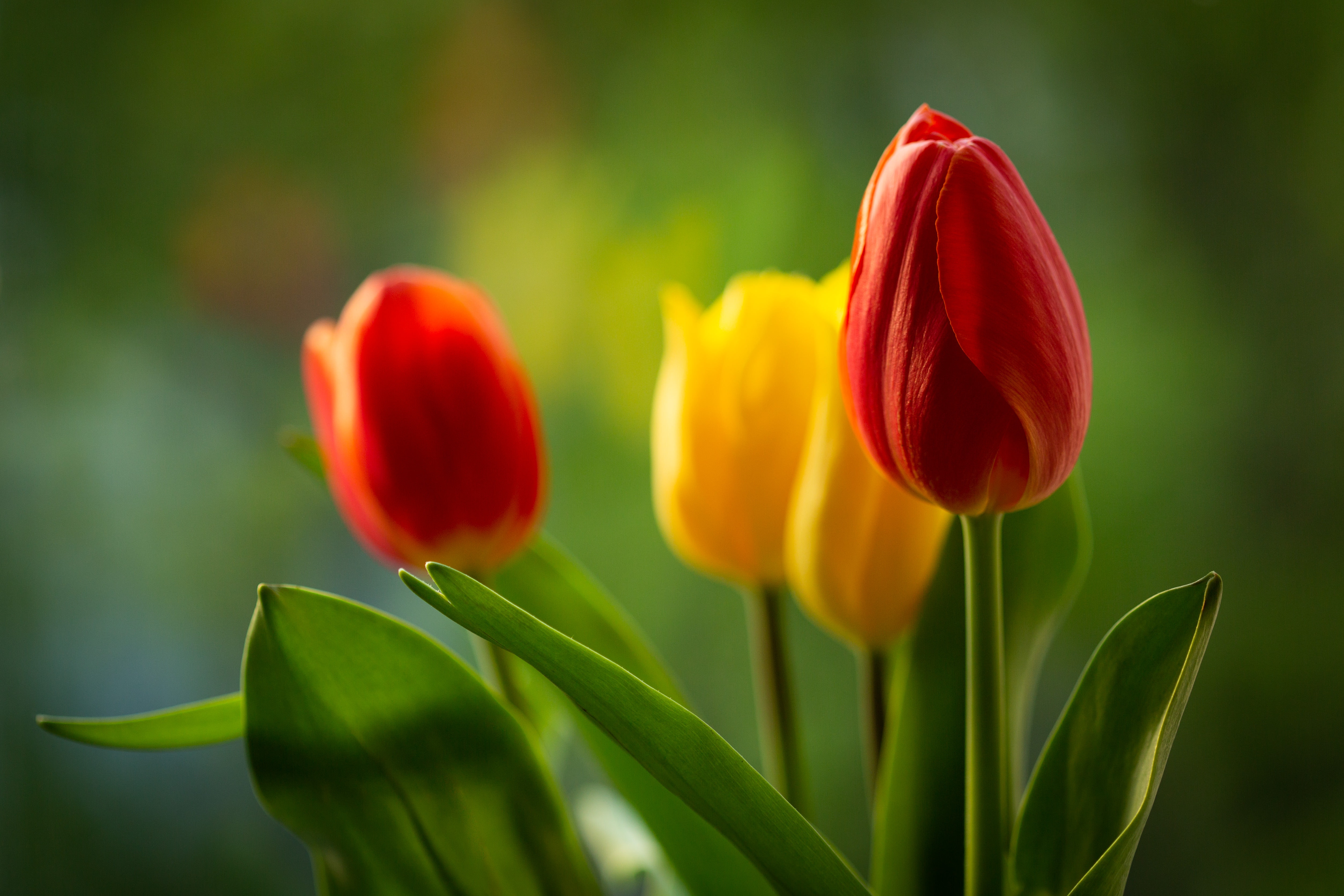 Yellow Tulips Wallpapers