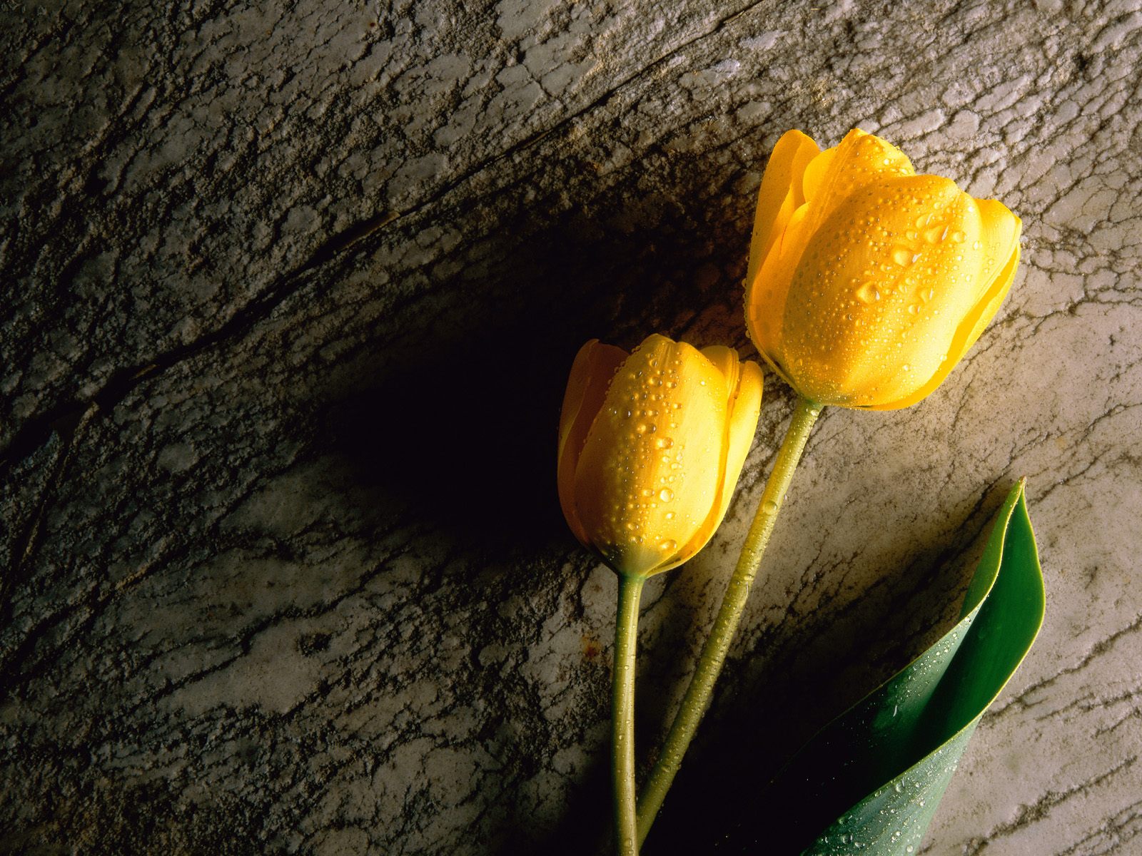 Yellow Tulips Wallpapers