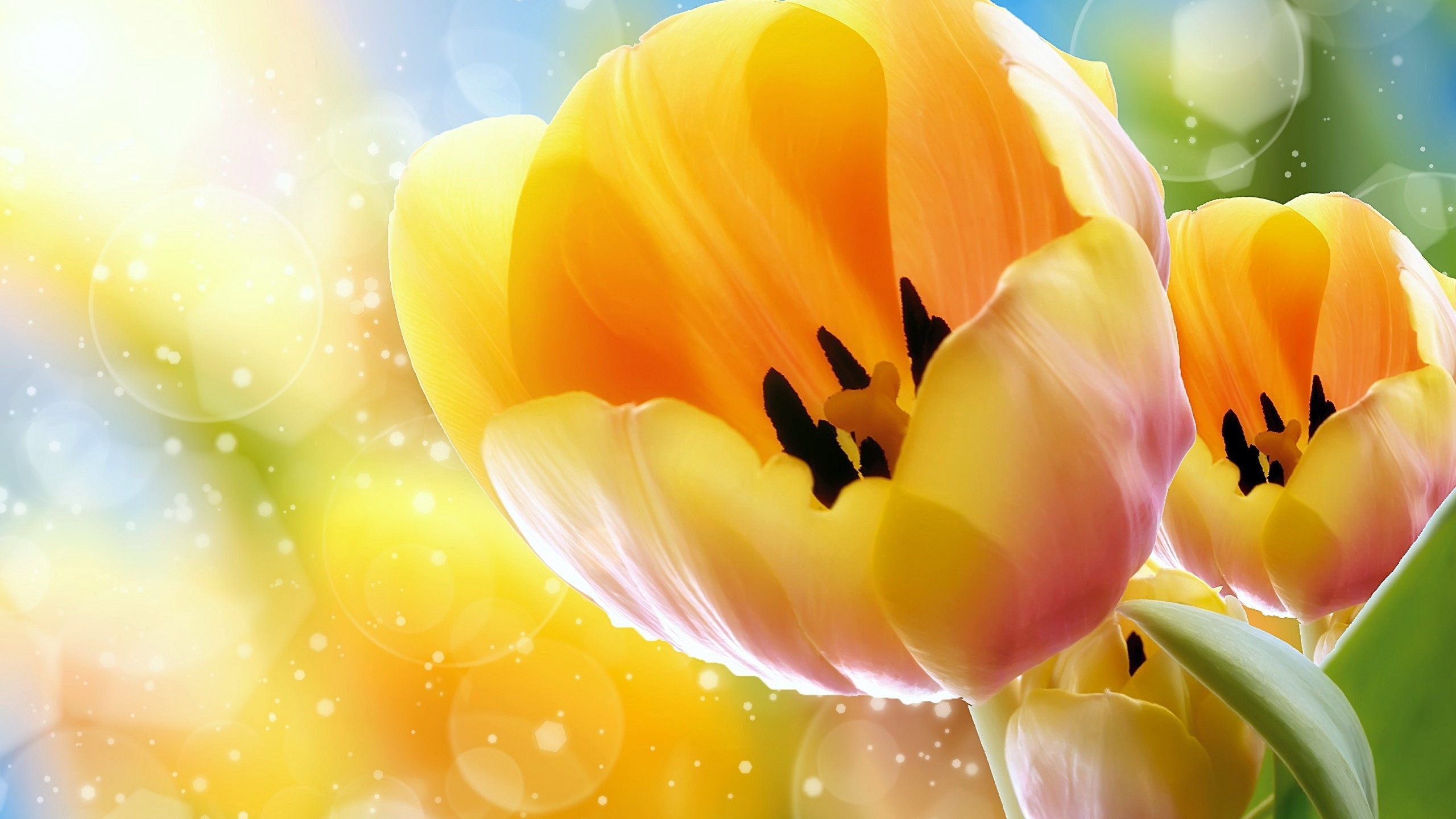 Yellow Tulips Wallpapers