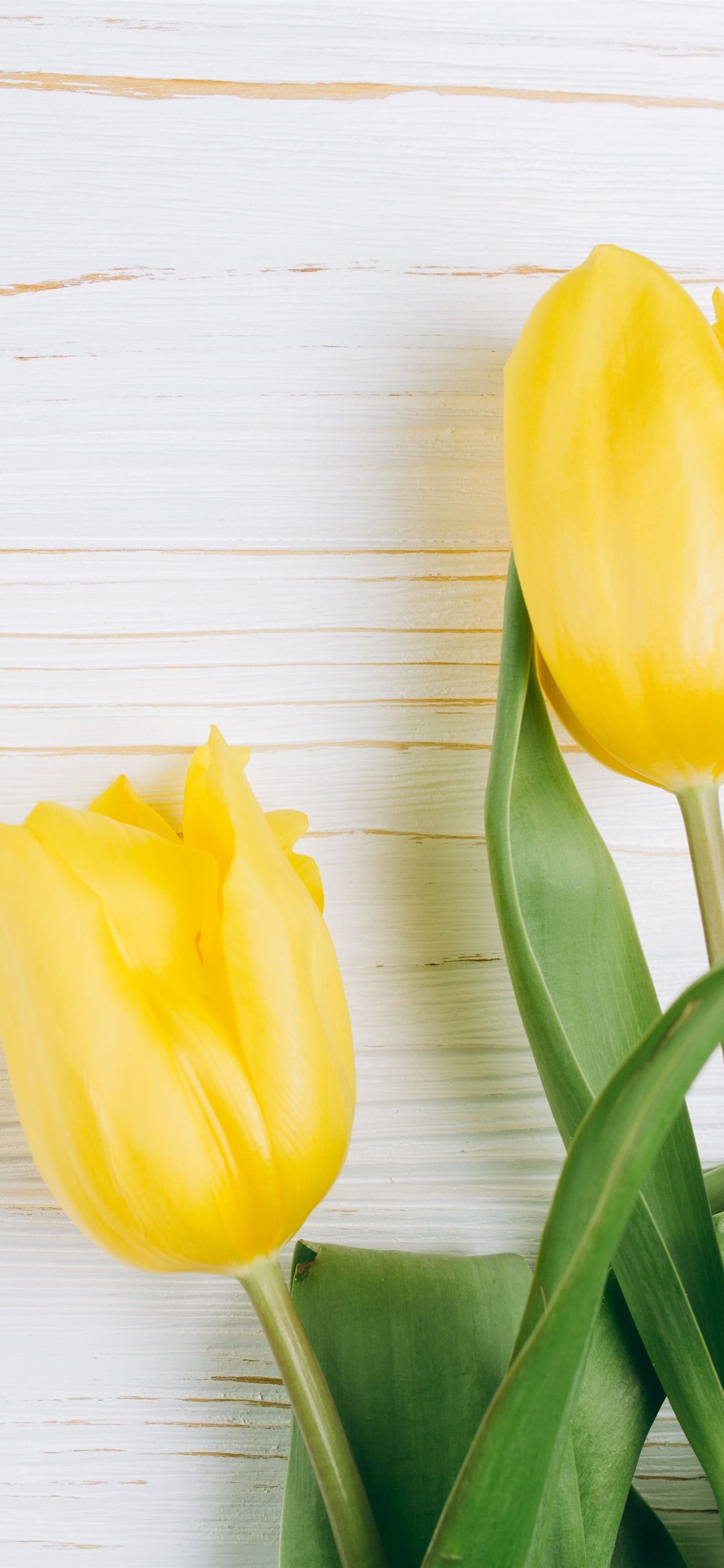 Yellow Tulips Wallpapers