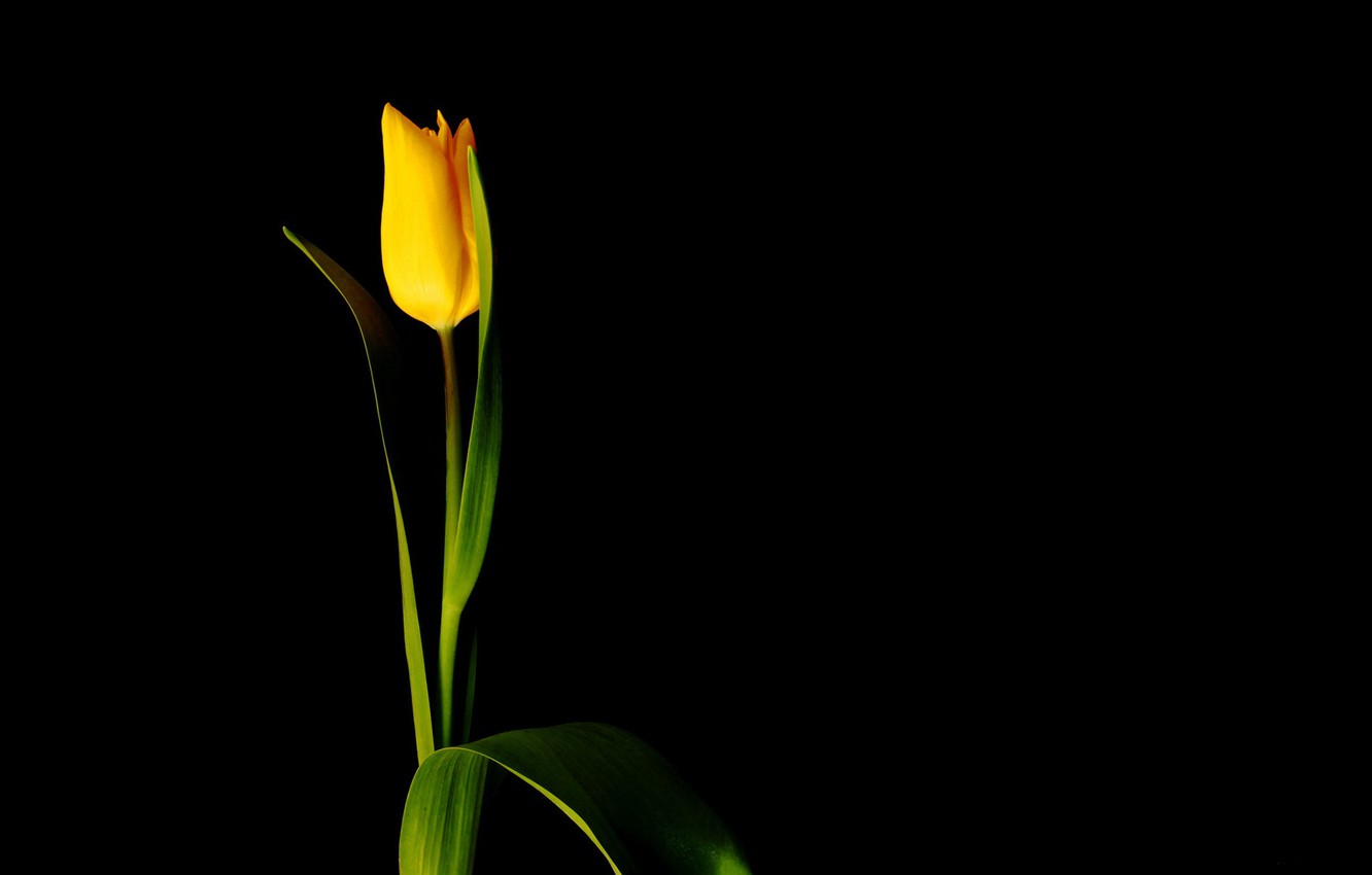 Yellow Tulips Wallpapers