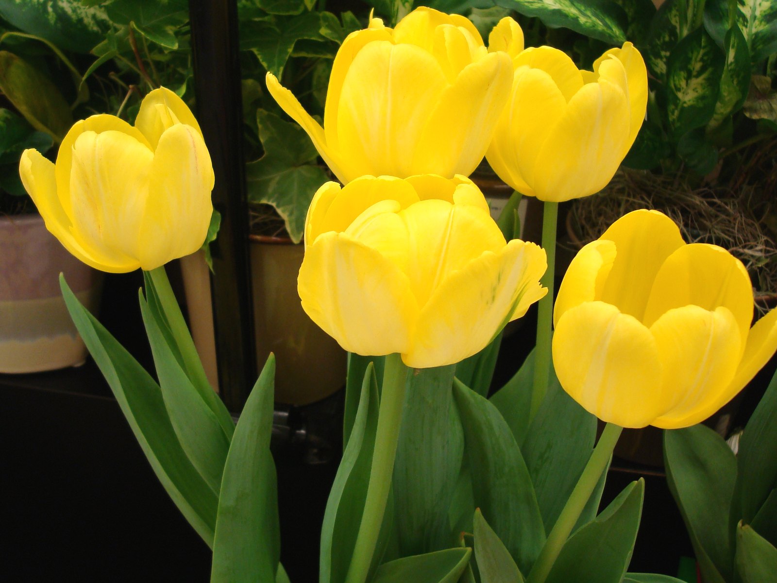 Yellow Tulips Wallpapers