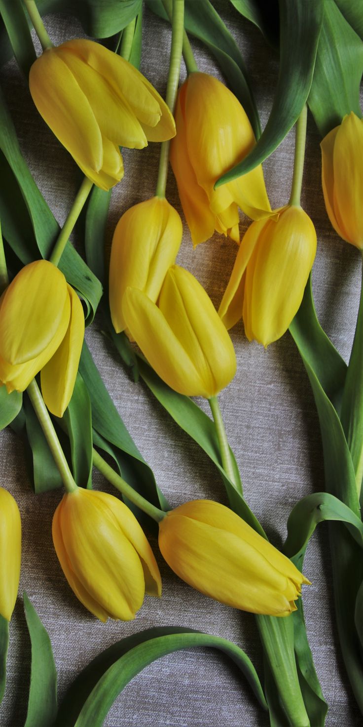 Yellow Tulips Wallpapers