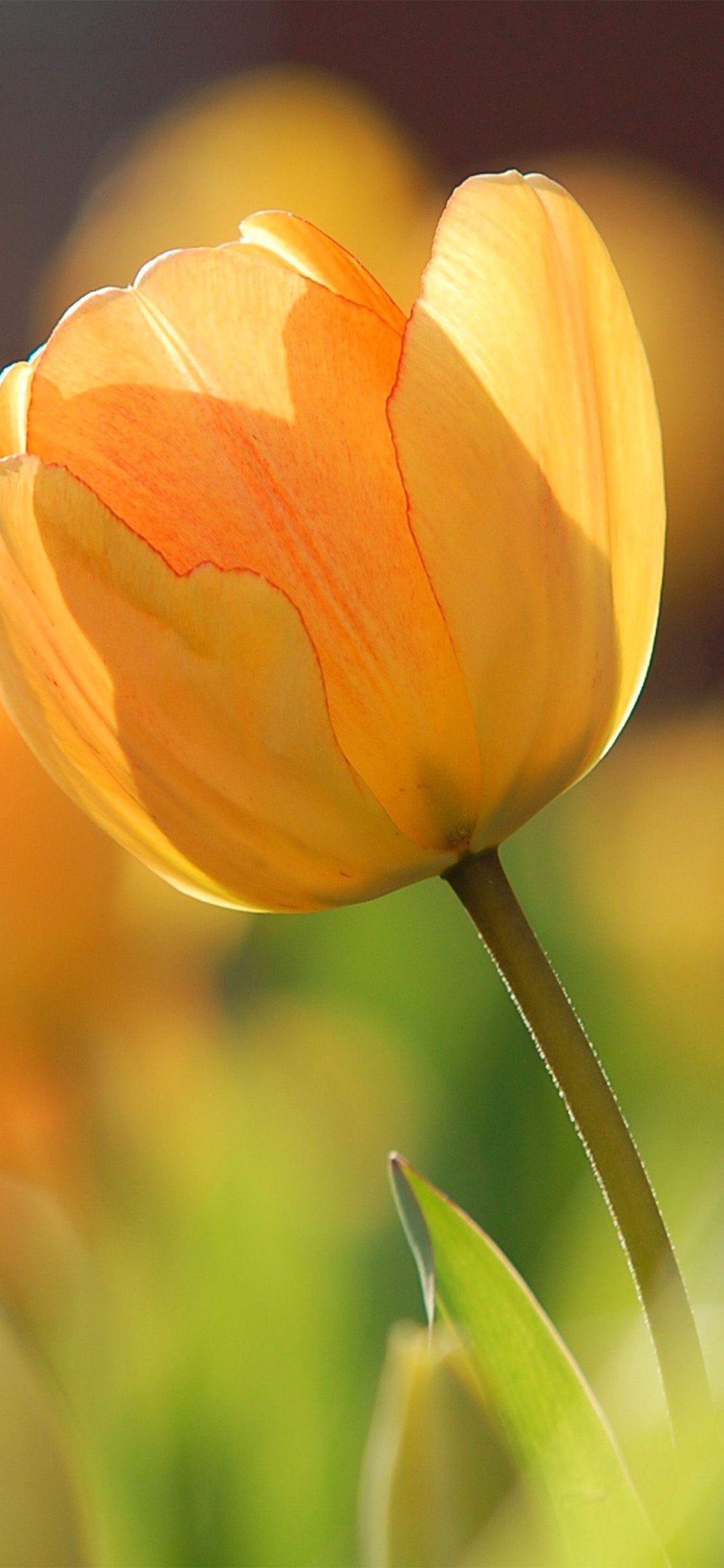 Yellow Tulips Wallpapers