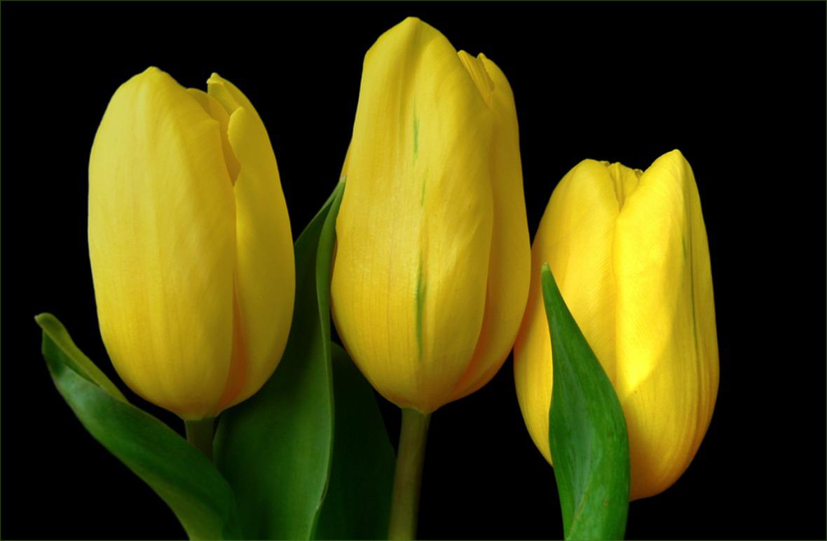 Yellow Tulips Wallpapers