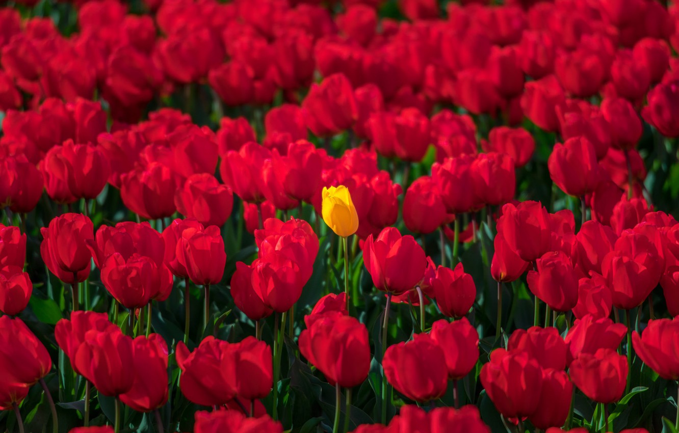 Yellow Tulips Wallpapers