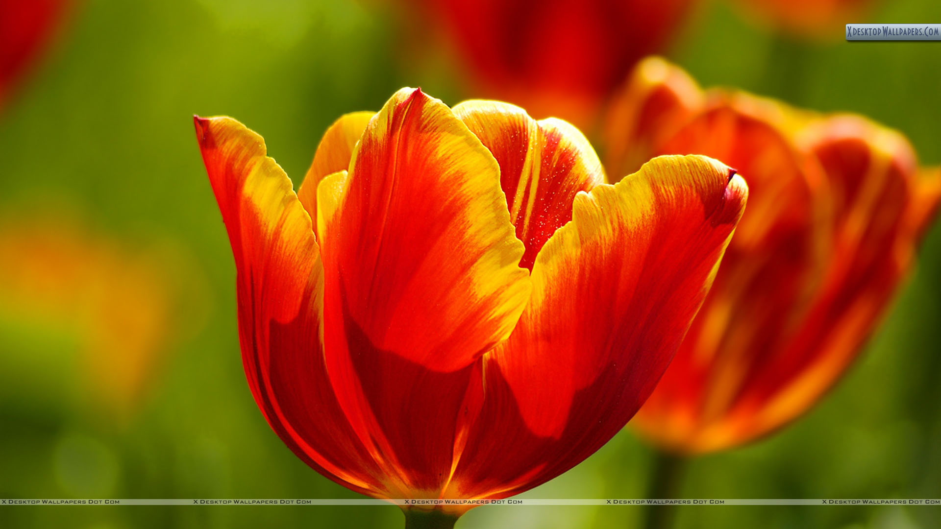 Yellow Tulips Wallpapers