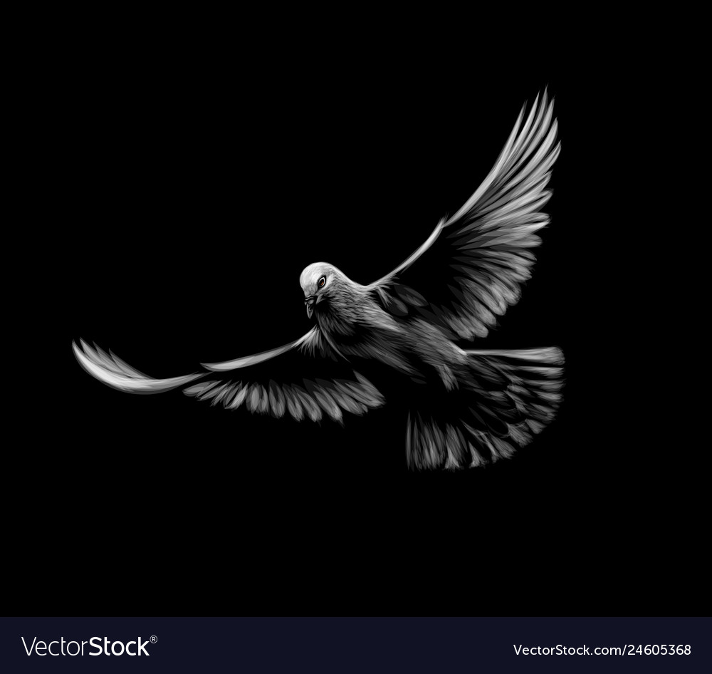 White Dove Black Background