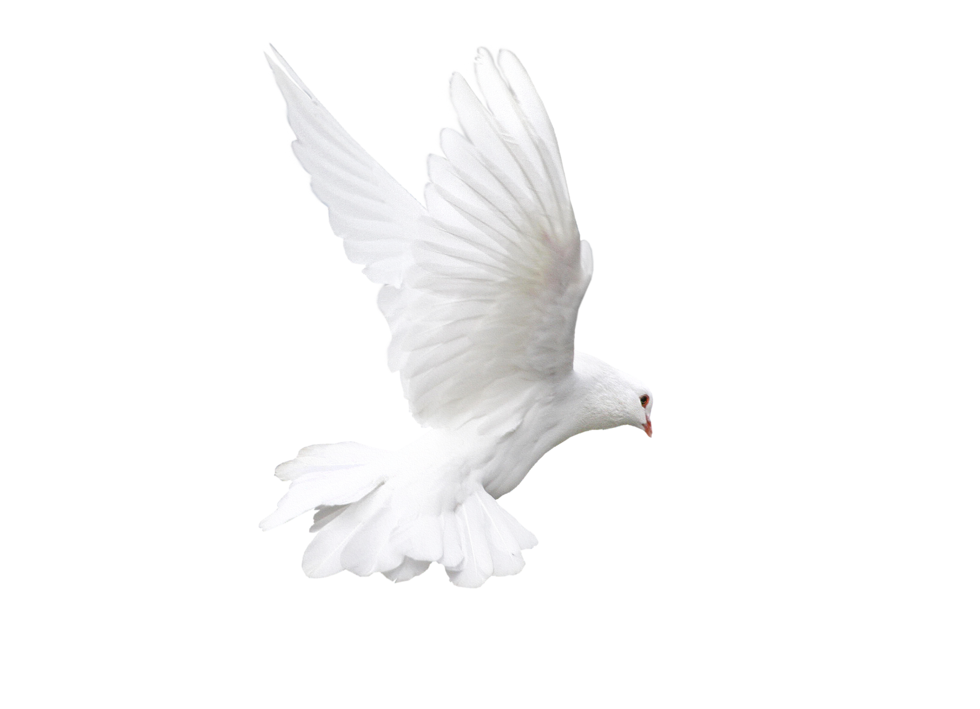 White Dove Black Background