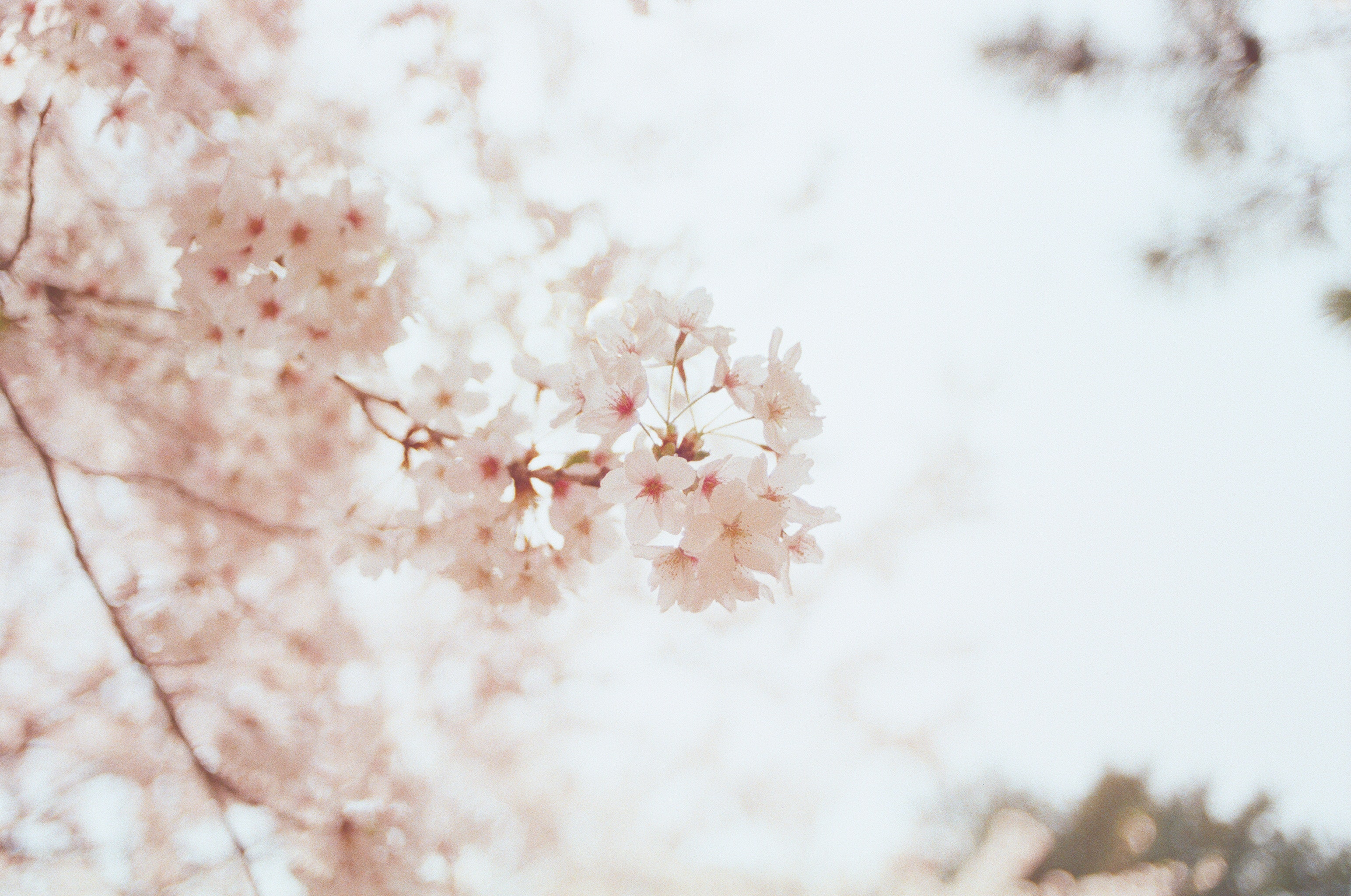 White Pastel Background