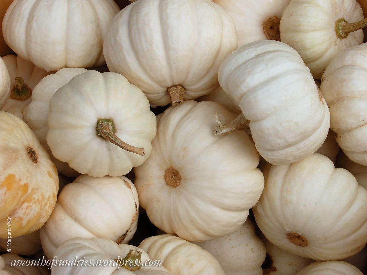 White Pumpkin Background