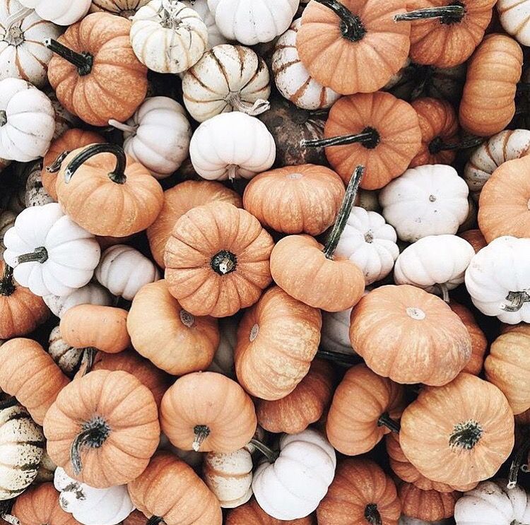 White Pumpkin Background