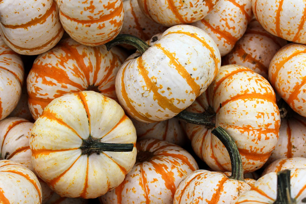 White Pumpkin Background