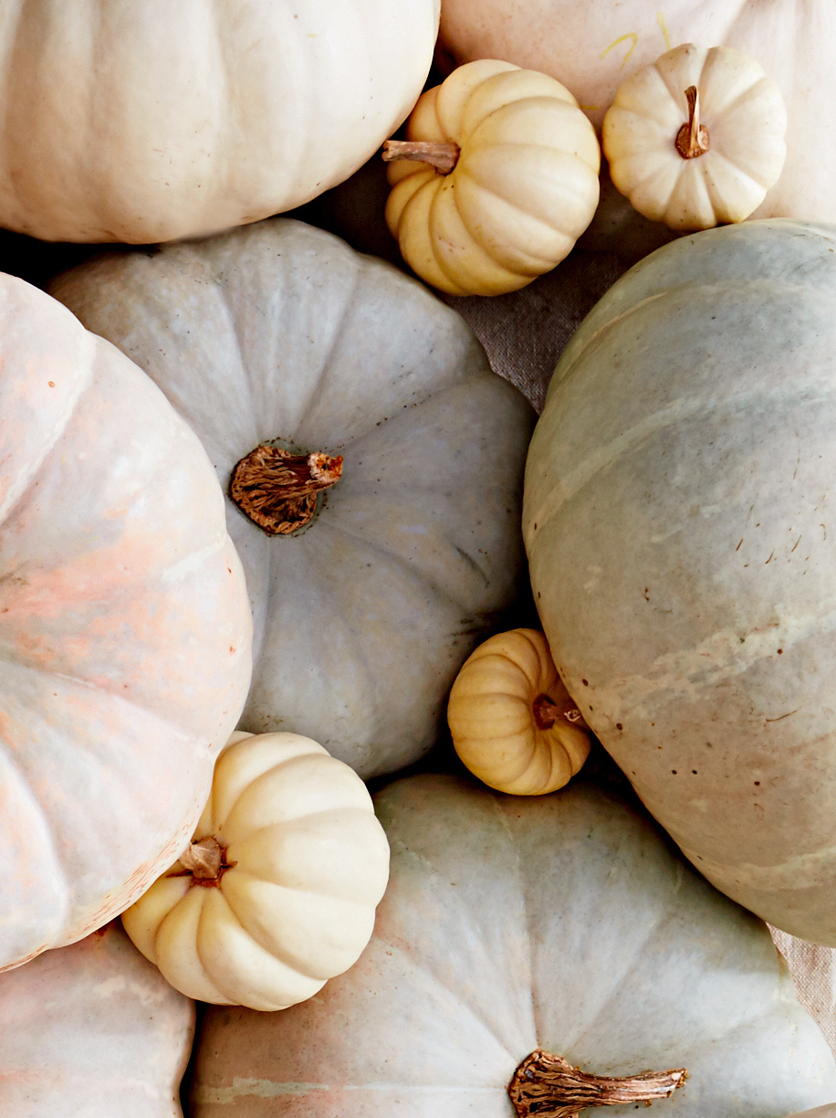 White Pumpkin Background