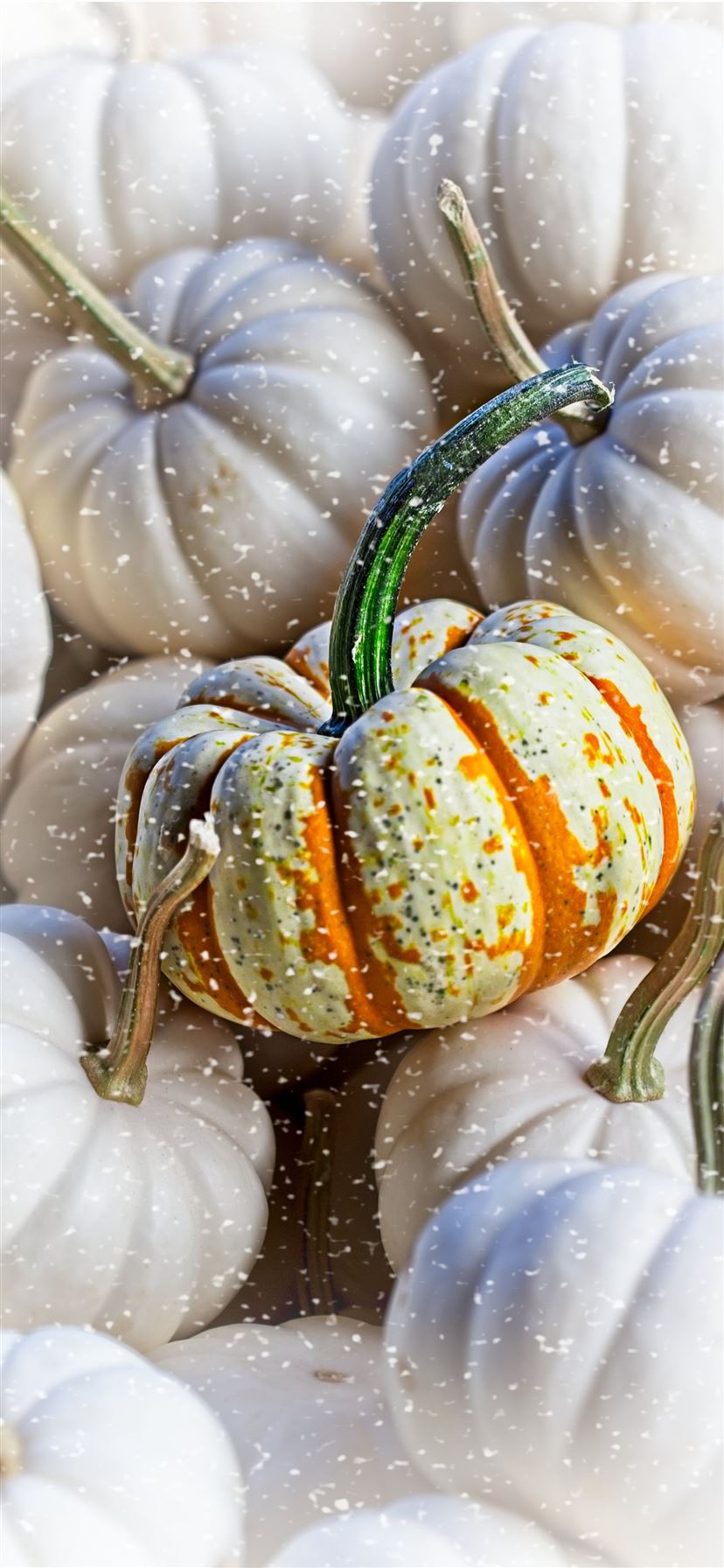 White Pumpkin Background
