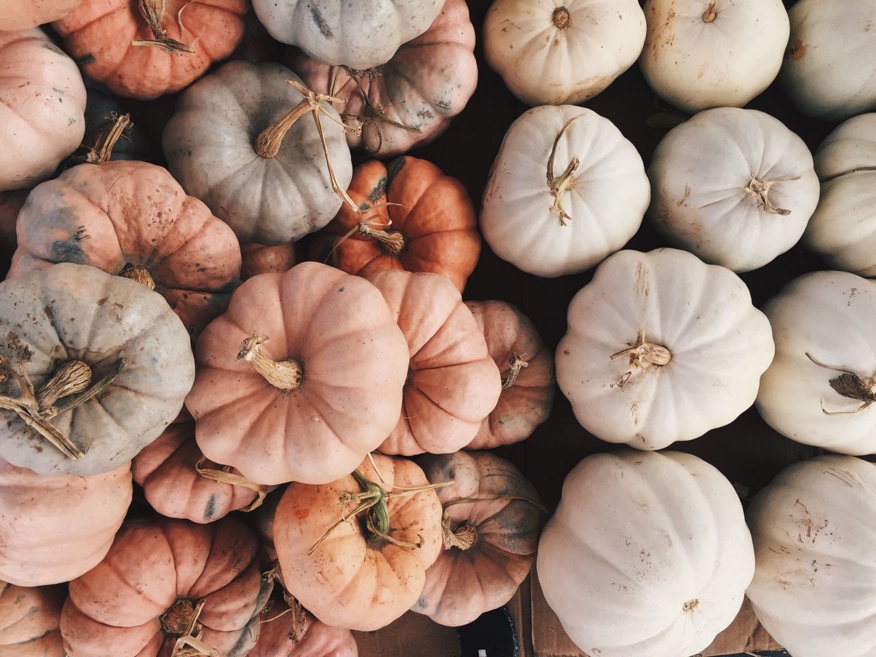 White Pumpkin Background