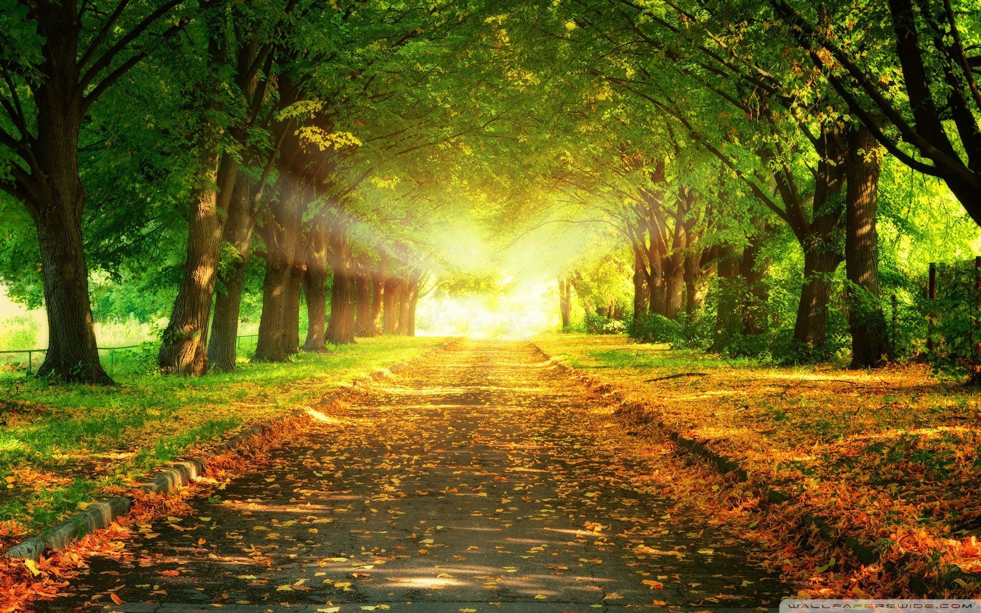 Green Yellow Pathway Wallpapers